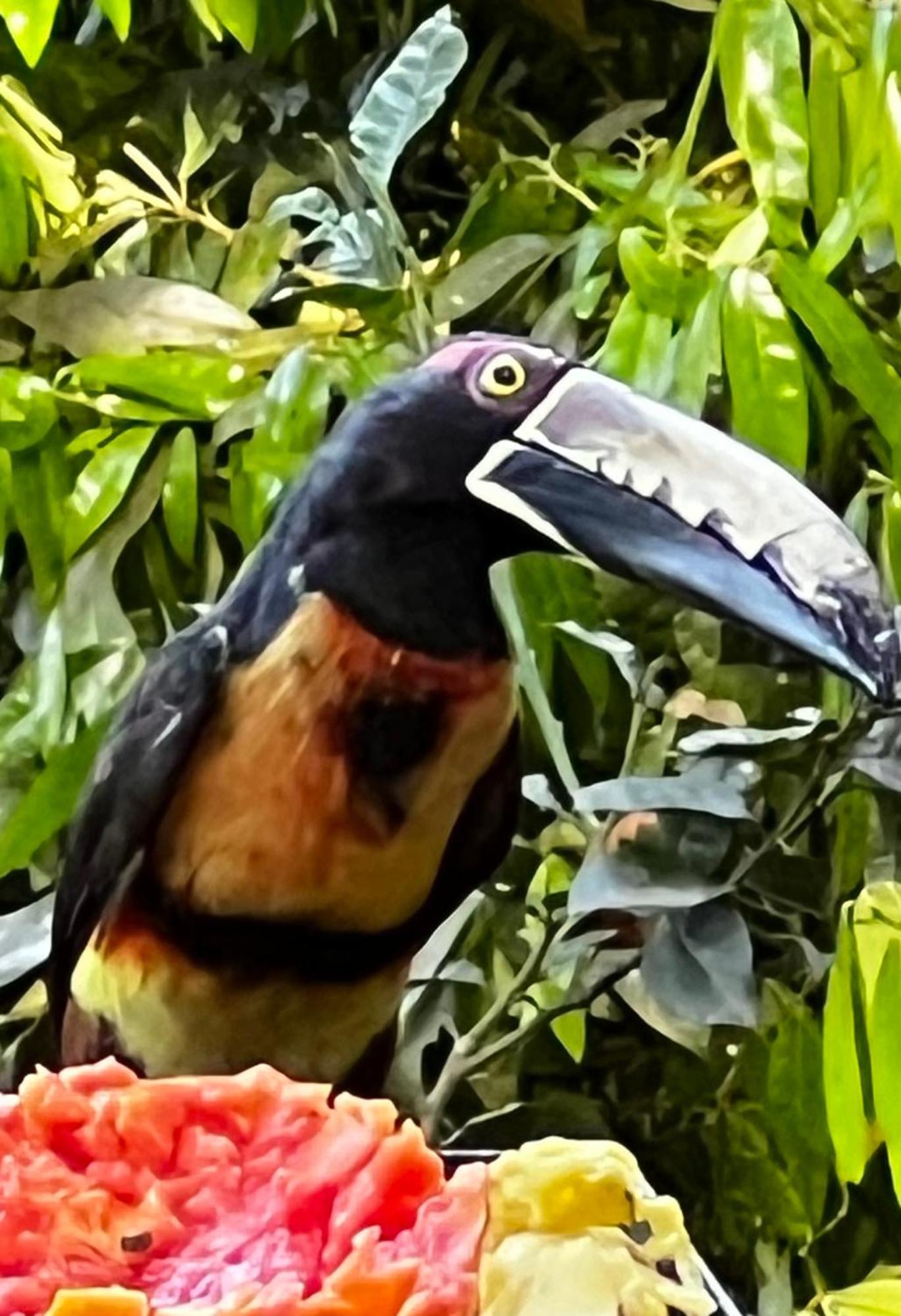 El Valle De Anton La Chachalaca Εξωτερικό φωτογραφία
