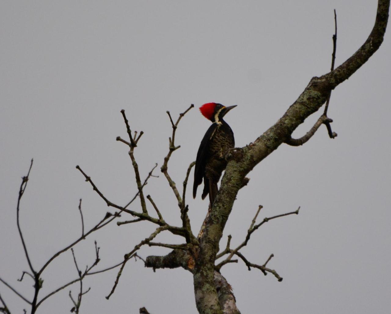 El Valle De Anton La Chachalaca Εξωτερικό φωτογραφία