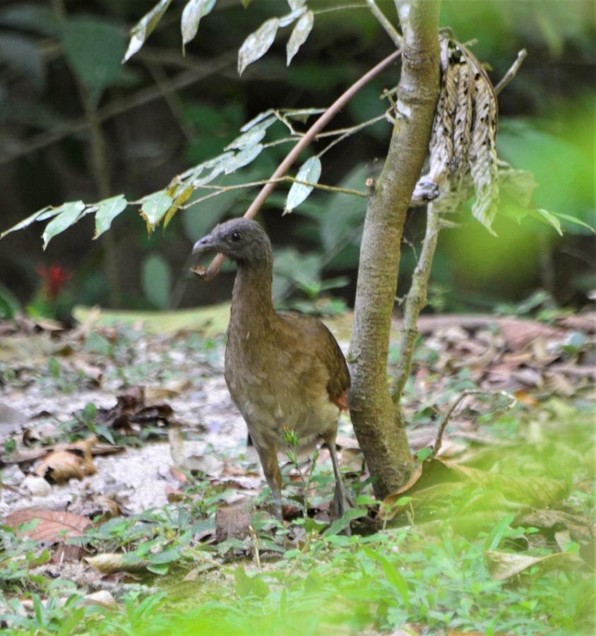 El Valle De Anton La Chachalaca Εξωτερικό φωτογραφία