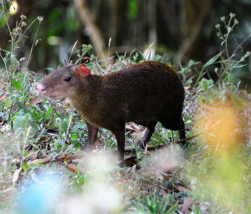 El Valle De Anton La Chachalaca Εξωτερικό φωτογραφία