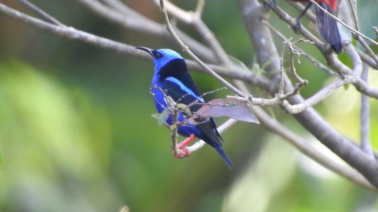 El Valle De Anton La Chachalaca Εξωτερικό φωτογραφία