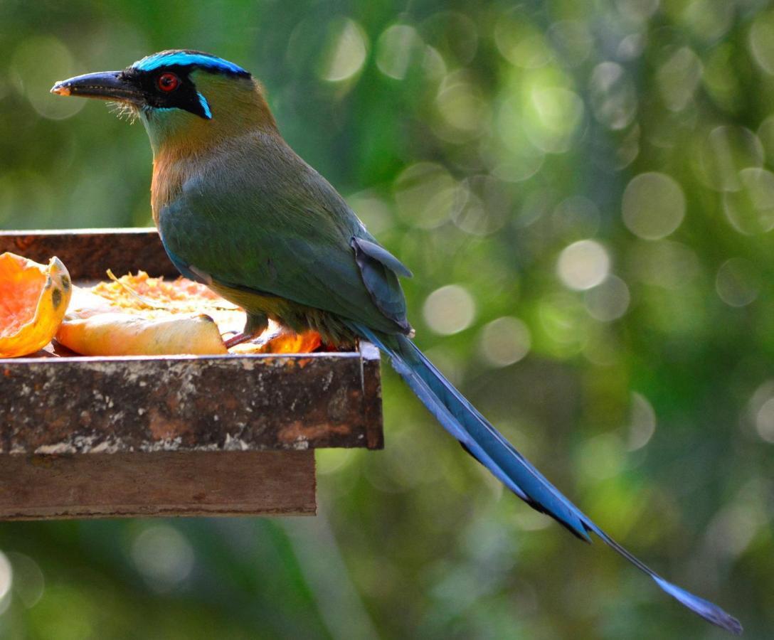 El Valle De Anton La Chachalaca Εξωτερικό φωτογραφία