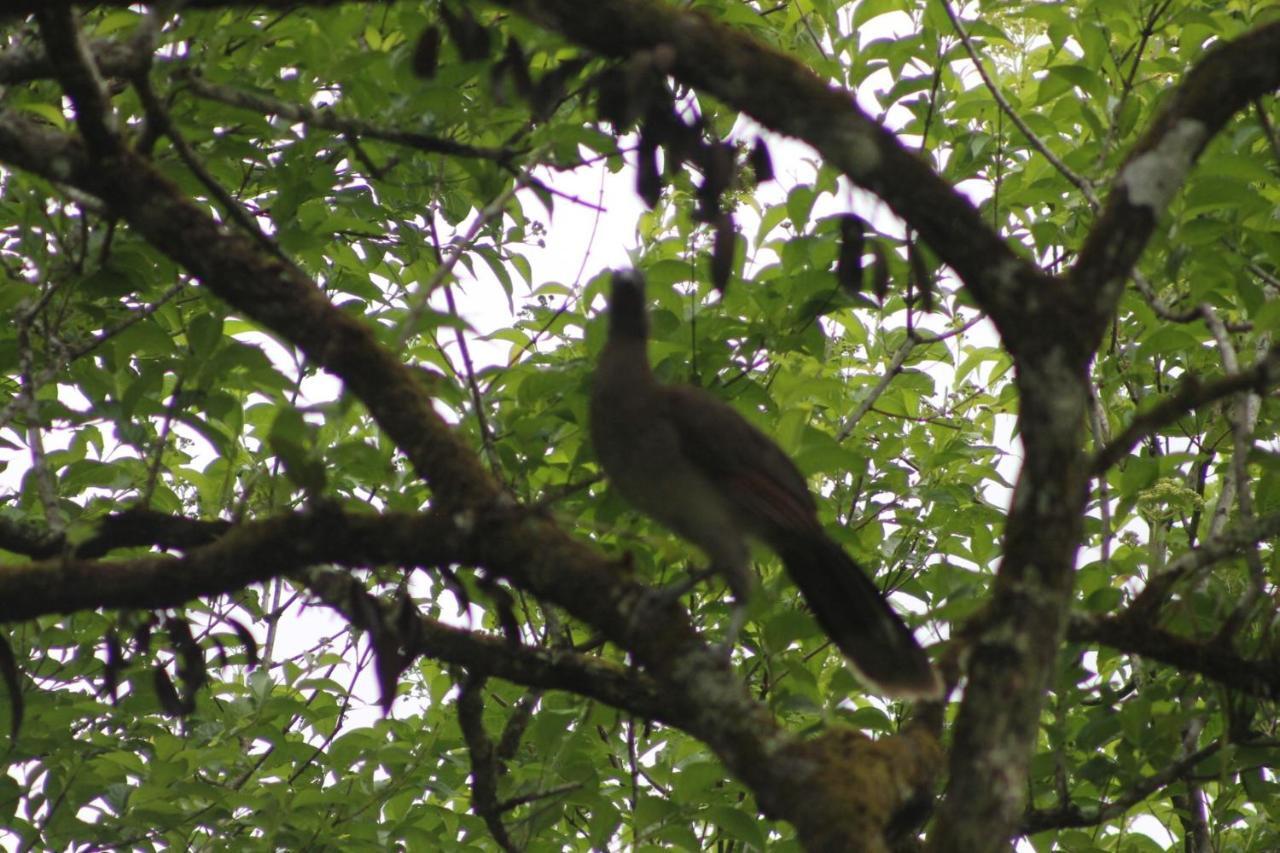 El Valle De Anton La Chachalaca Εξωτερικό φωτογραφία