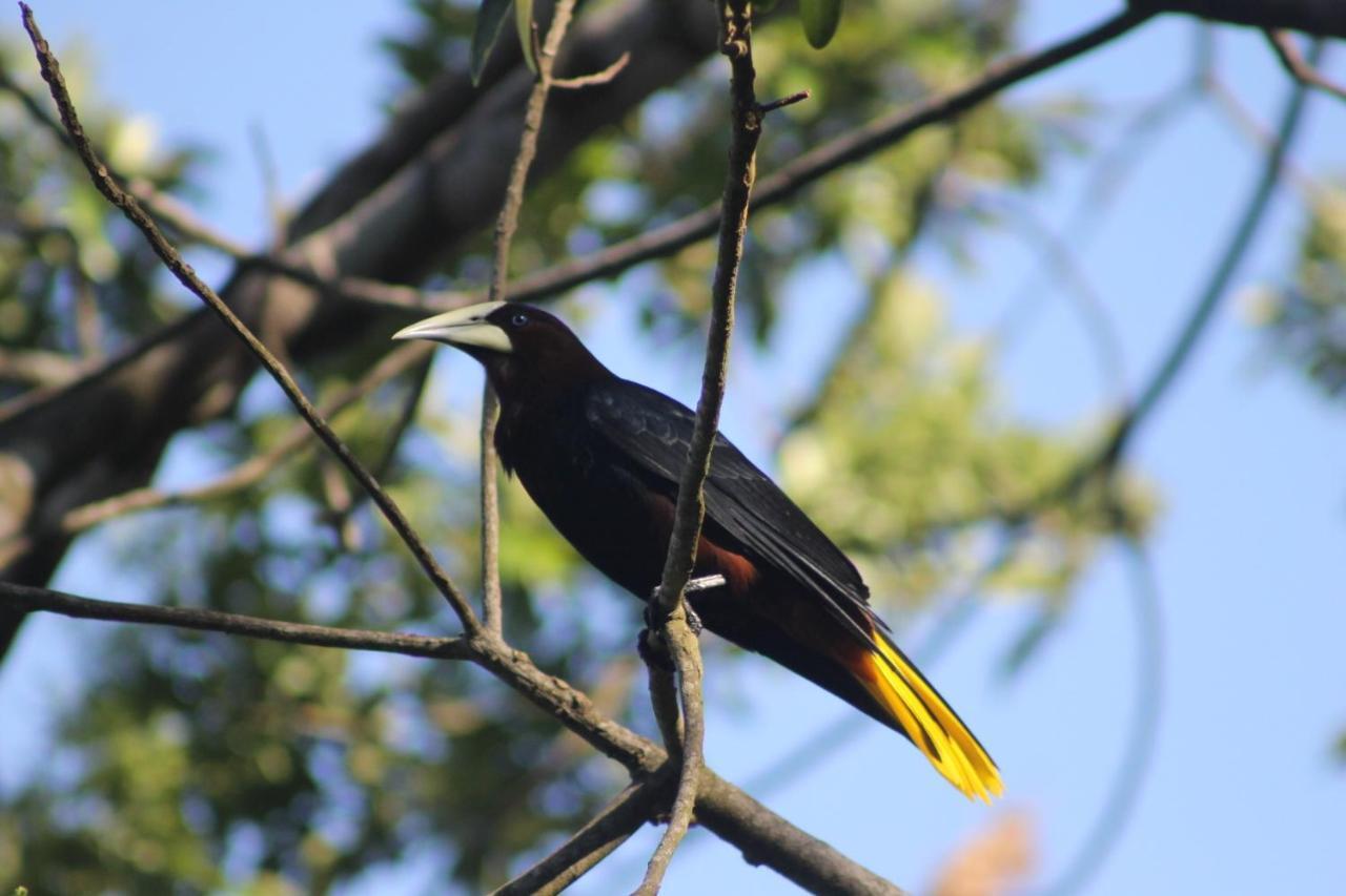 El Valle De Anton La Chachalaca Εξωτερικό φωτογραφία
